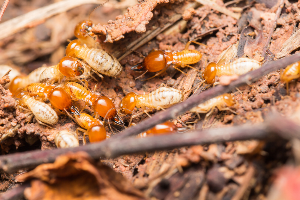 termite