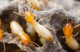 Termite Control